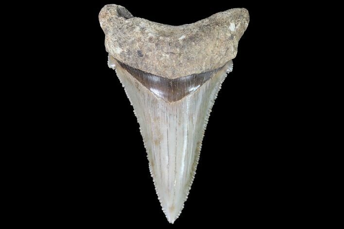 Serrated, Angustidens Tooth - Megalodon Ancestor #91136